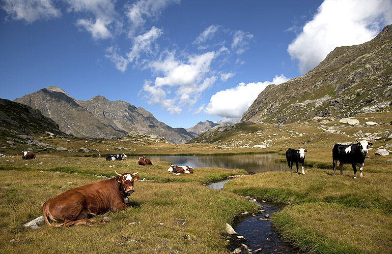 La Gruba - Villa Fridau
